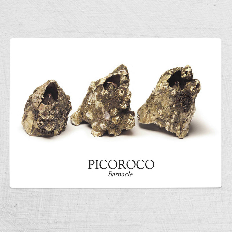 Tabla de vidrio Picoroco