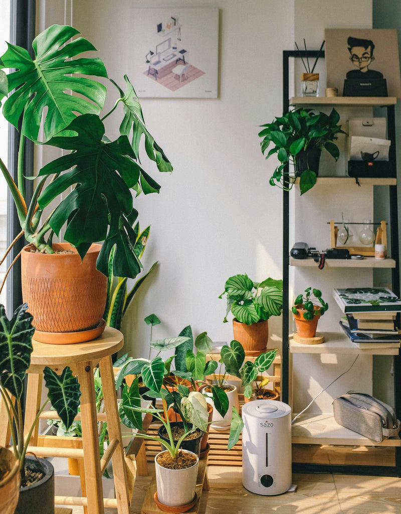 Plantas de interior ideales para crear un hogar cálido y acogedor durante el invierno