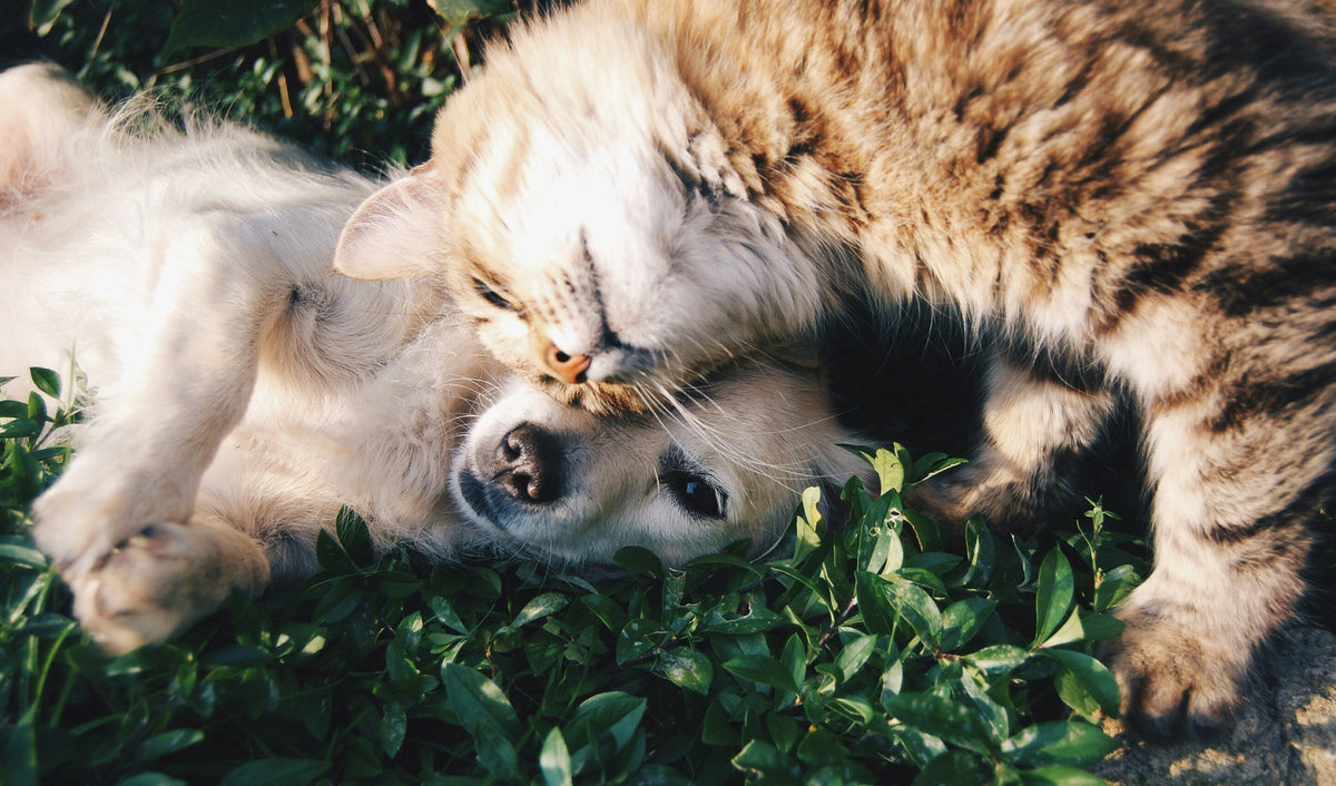 Productos para mejorar el descanso de tus perros y gatos
