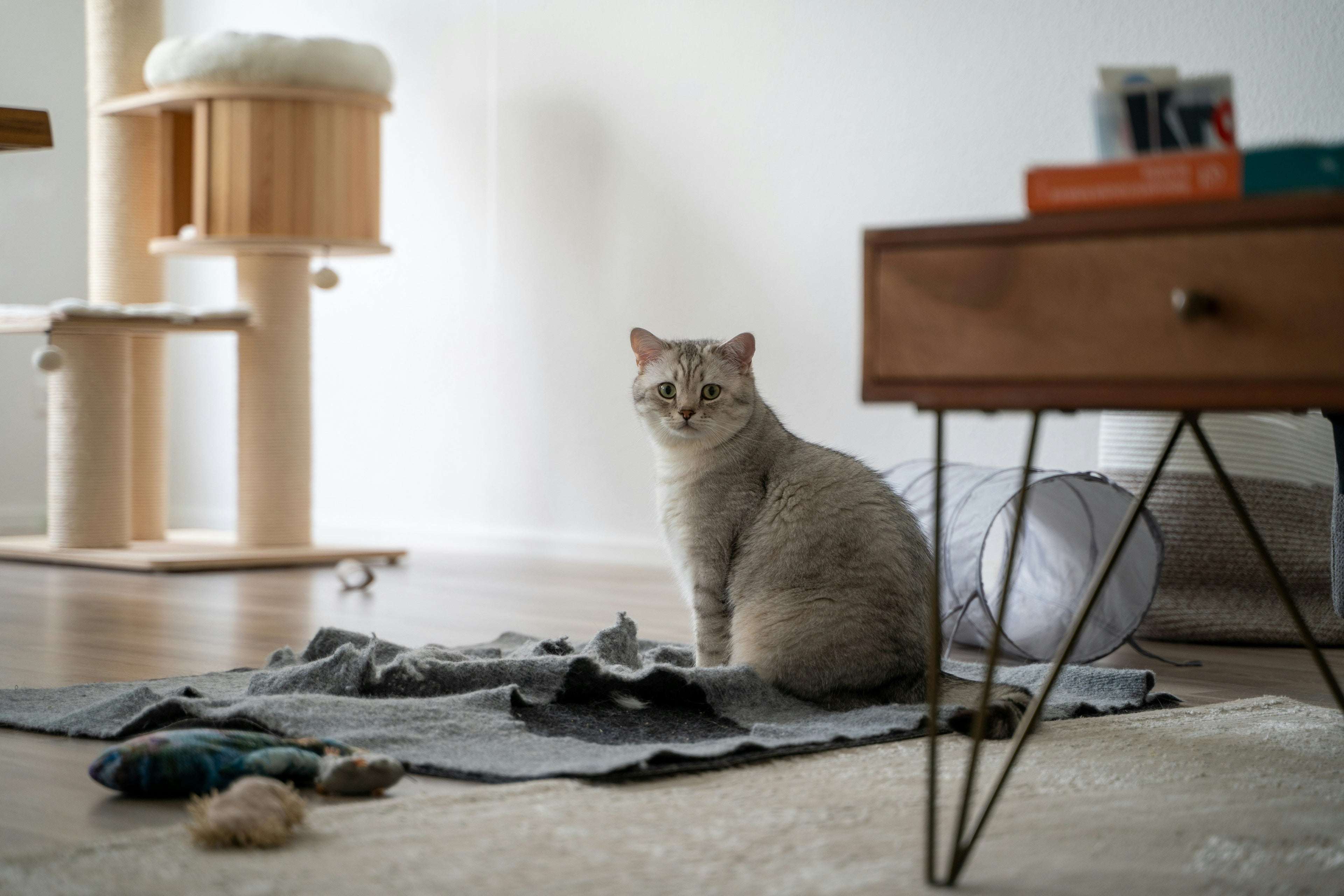 Cómo gatificar tu casa (sin entregarle oficialmente el departamento a tu gato)