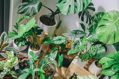 ¡Vivan las plantas de interior! Tips para principiantes