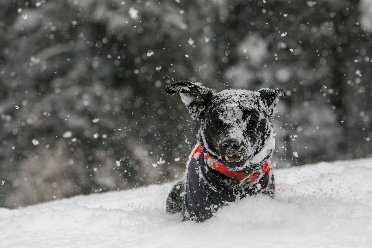 Abrigos para perros: nuestros favoritos para mantenerlos calentitos este invierno