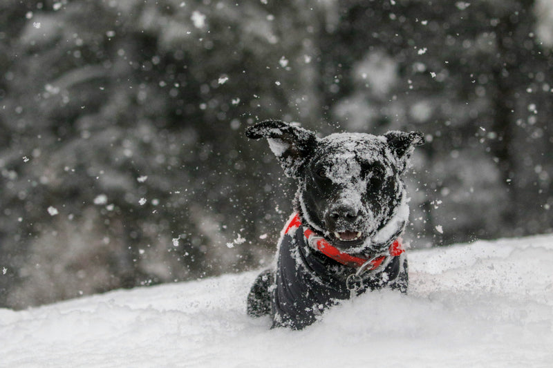 Abrigos para perros: nuestros favoritos para mantenerlos calentitos este invierno