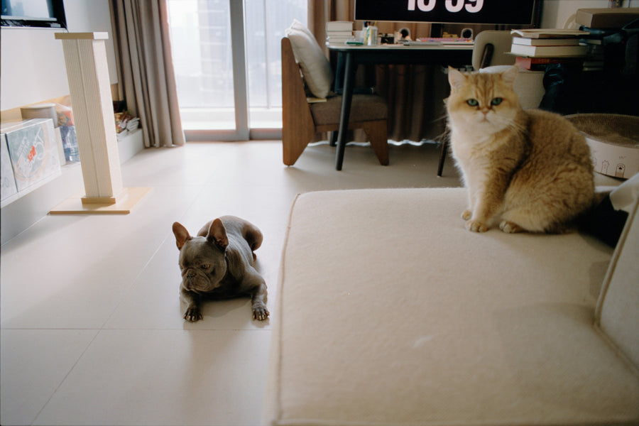 Muebles pet friendly: objetos de diseño para casas con mascotas