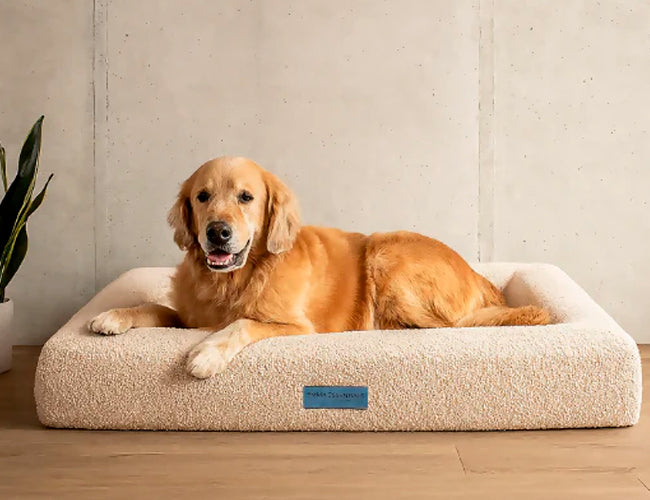 Donna's Pet Boutique