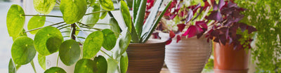 Plantas y Flores