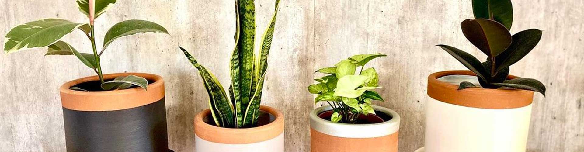 Alma Plantas