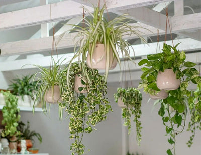 Green Element