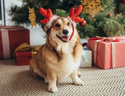 REGALOS PARA TU MASCOTA