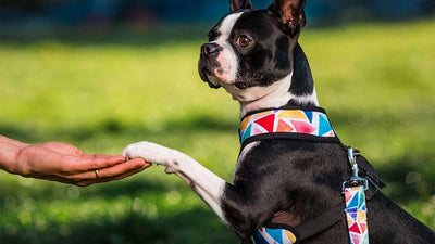 Petlounge