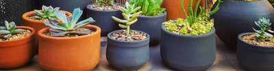 Verde Barro