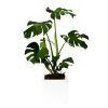 Philodendro Monstera MA 1