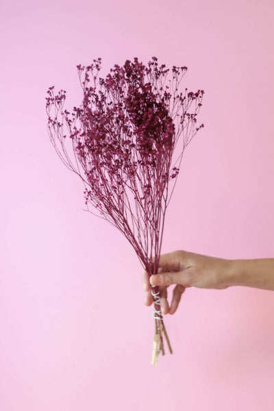 retamo fucsia
