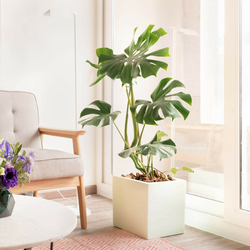 Philodendro Monstera MA 1