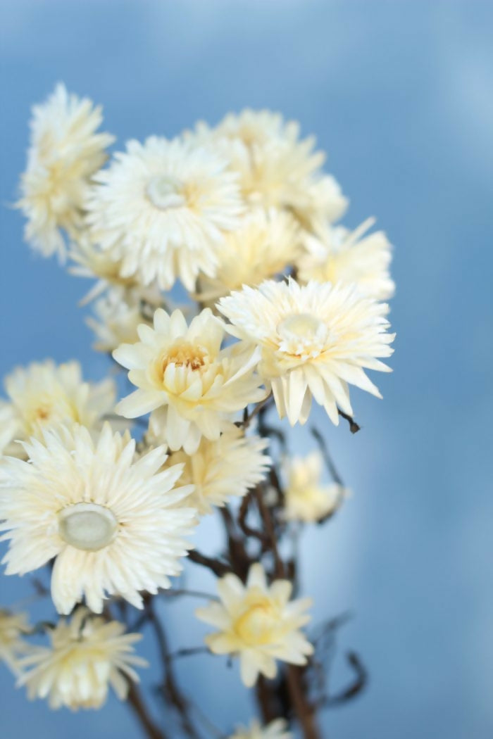 helicriso blanco 2