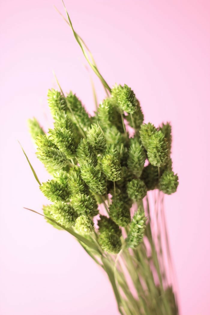 phalaris verde 2