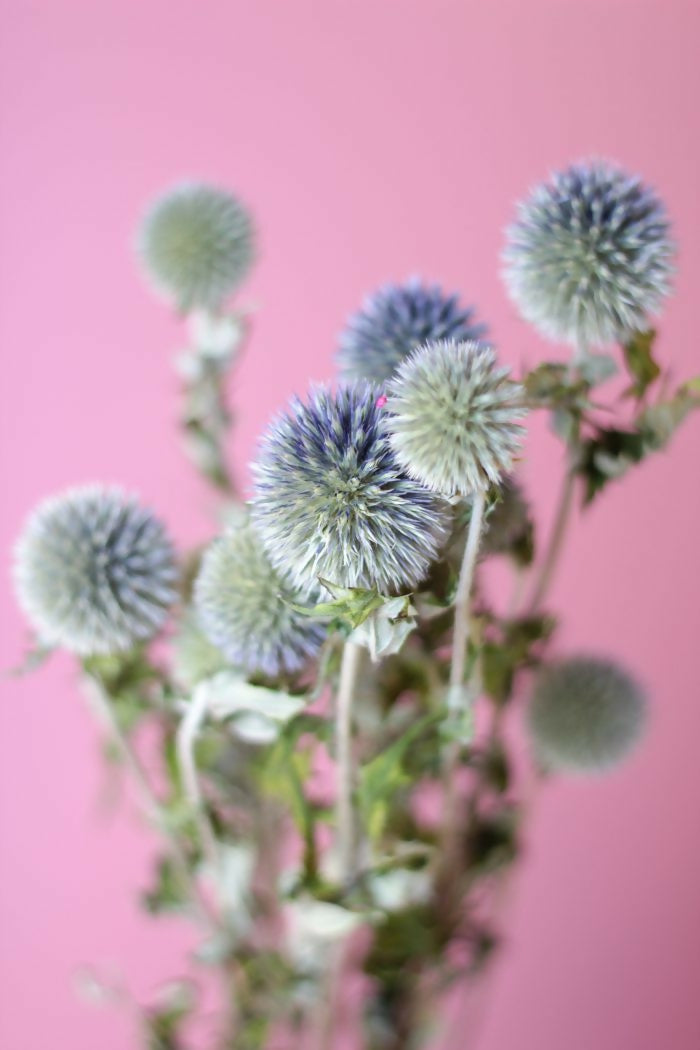 echinops 2