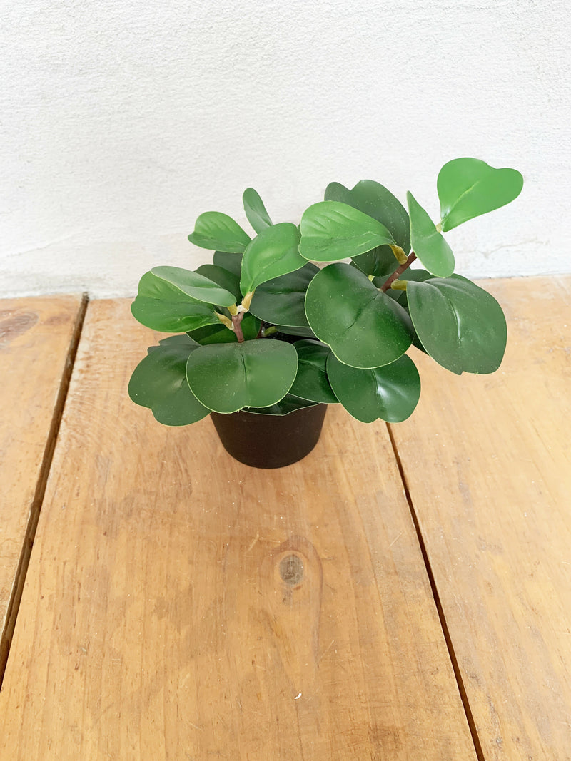 PEPEROMIA