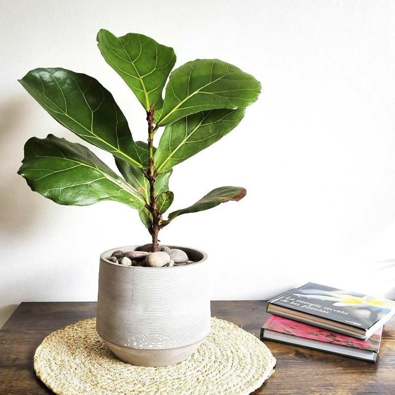 Ficus Lyrata