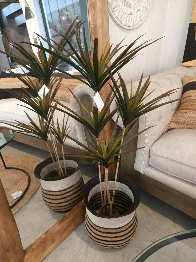 PLANTA PALMITO