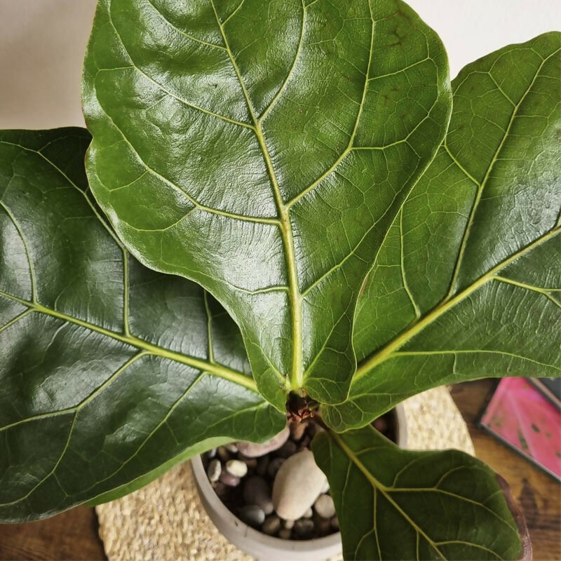 Ficus Lyrata