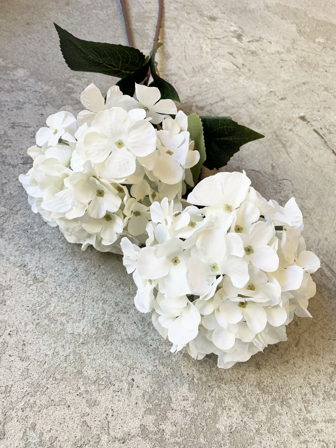 HORTENSIA BLANCA LARGA