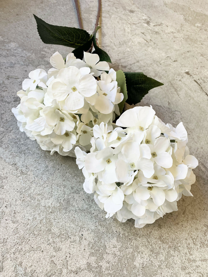 HORTENSIA BLANCA LARGA