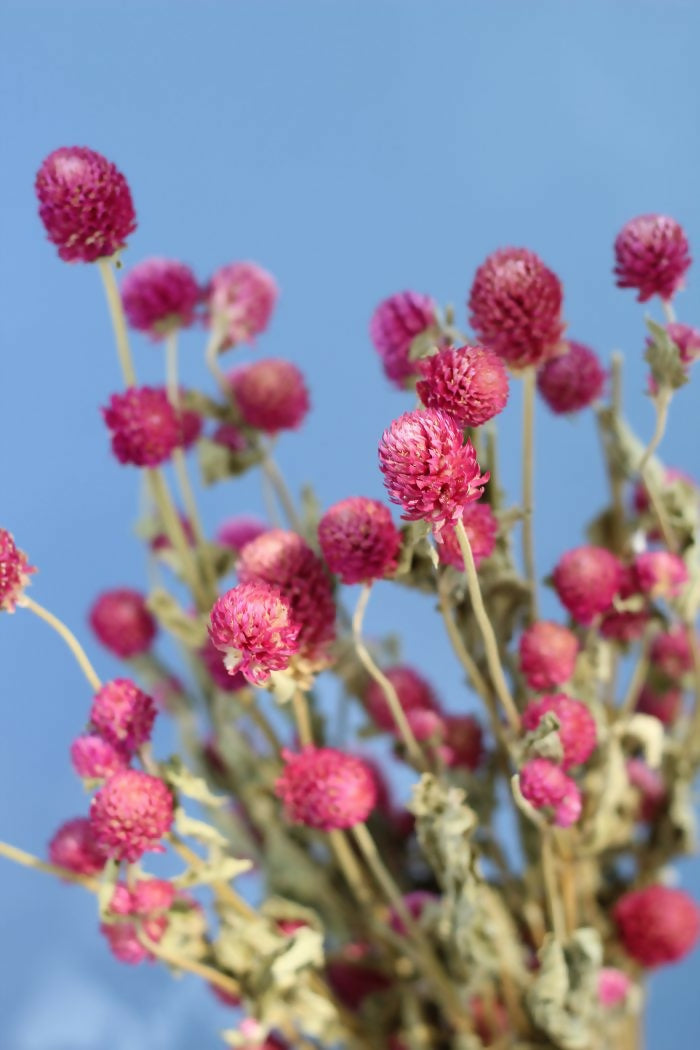 gomperena fucsia2