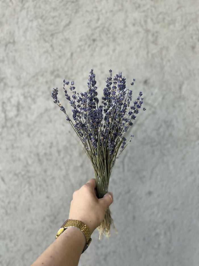 lavanda 2