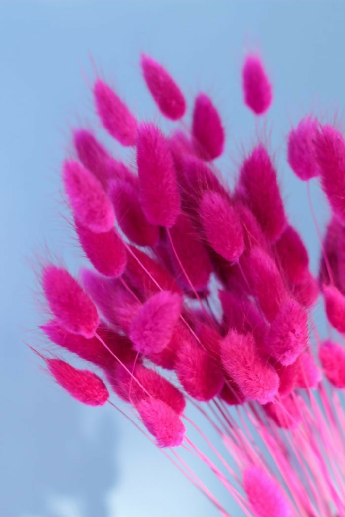 bunny tail fucsia 2