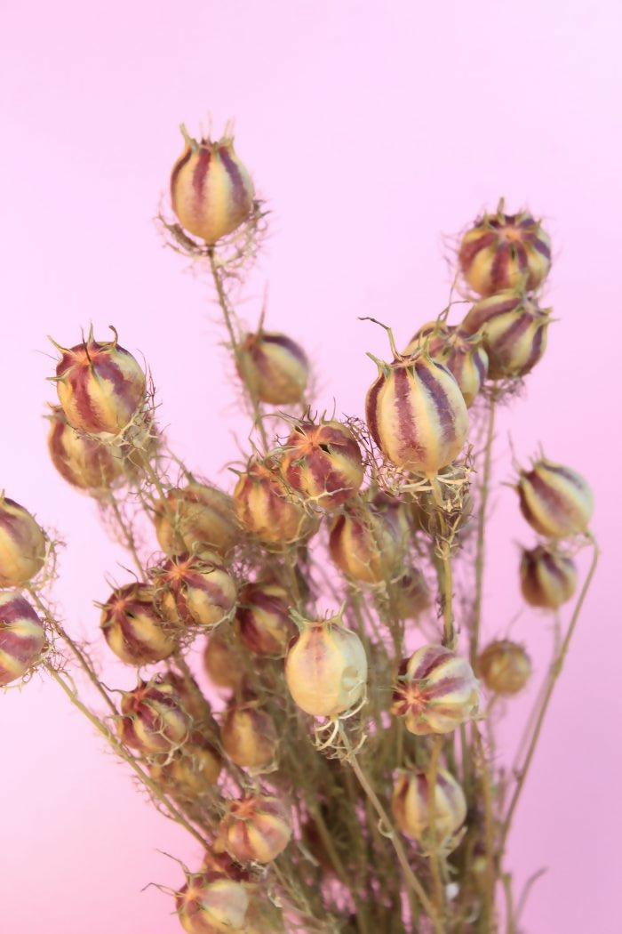 nigella verde 2