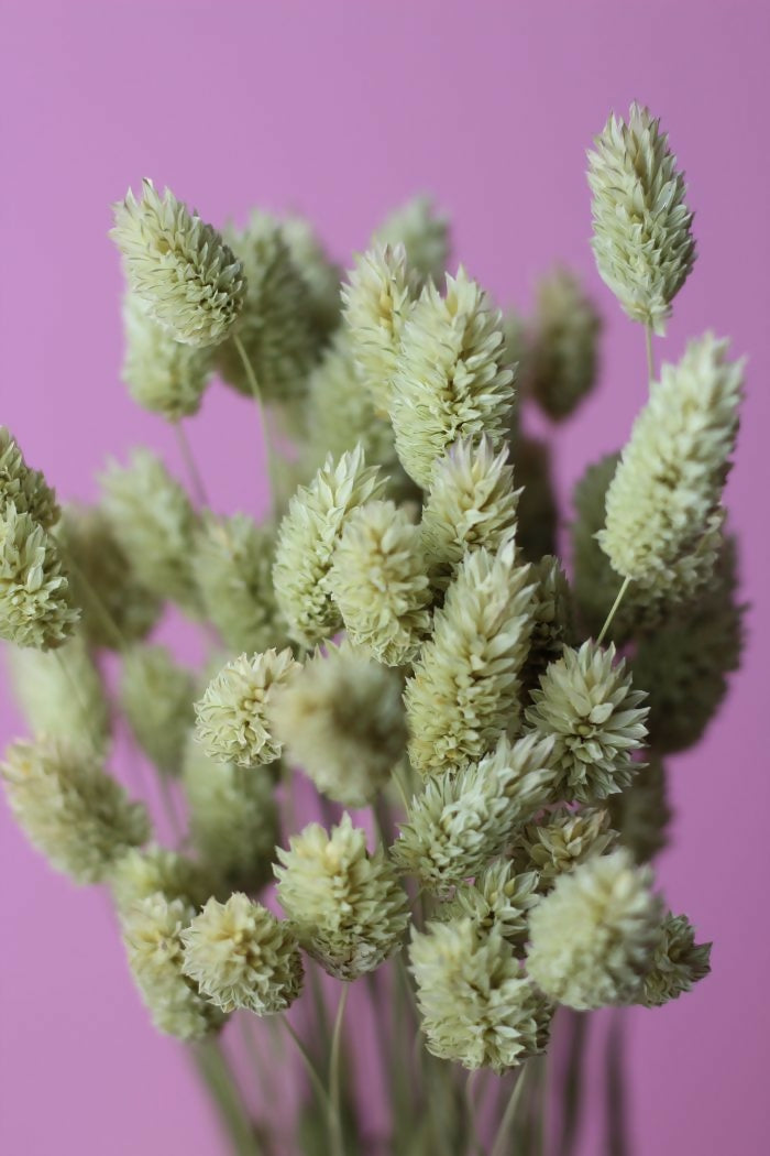 phalaris 2