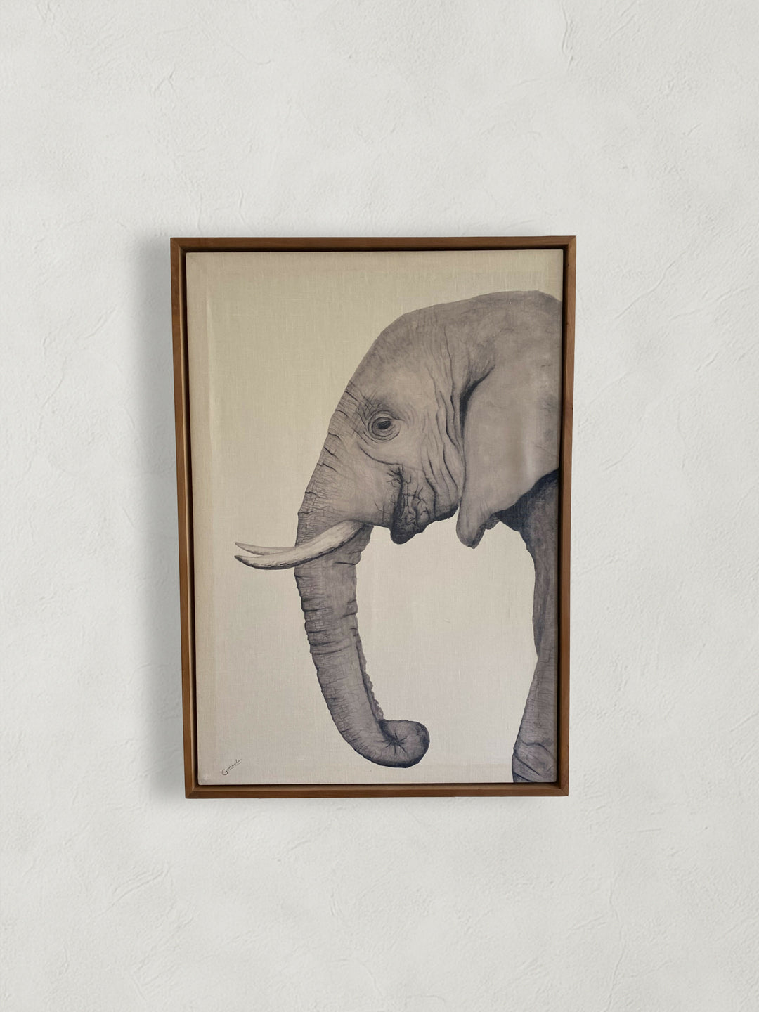 Canvas Elefante 50x70 cm