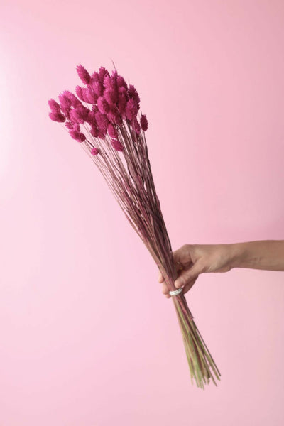 phalaris fucsia