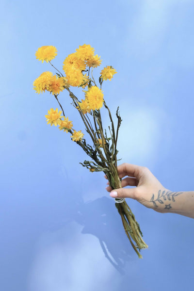 helicriso amarillo