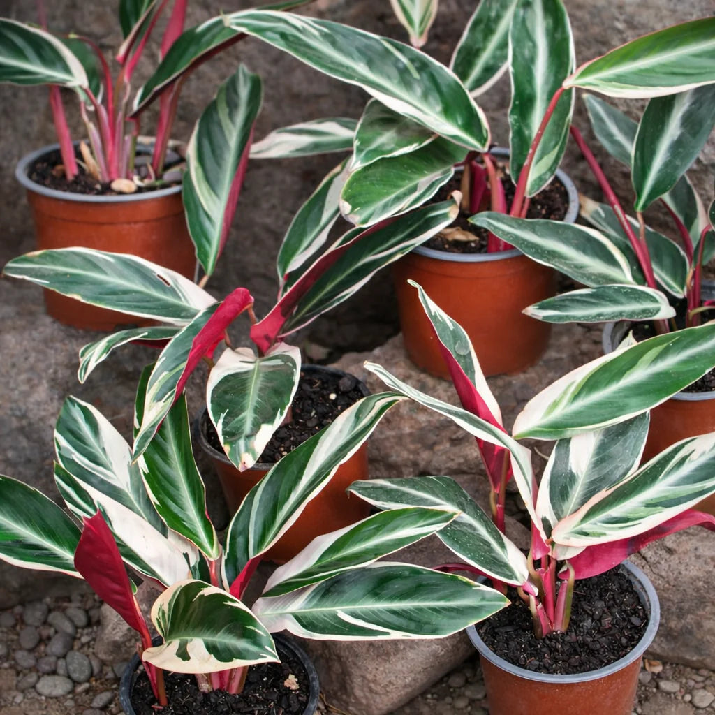Calathea Triostar M