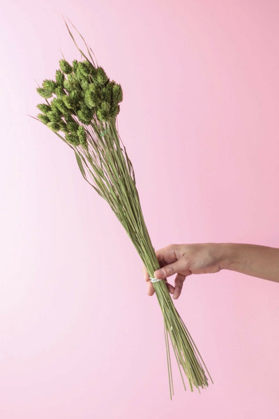 phalaris veerde