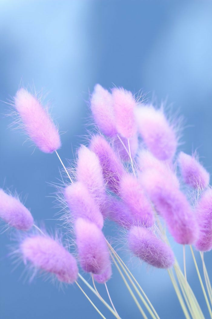 BUNNY LAVANDA 2