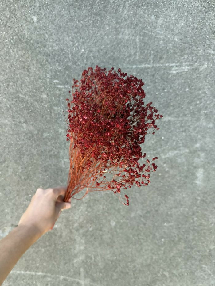 retamo rojo 2