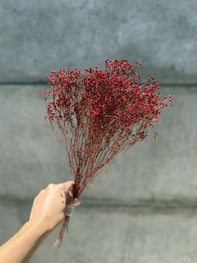 retamo rojo