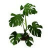 Philodendro Monstera MA 1