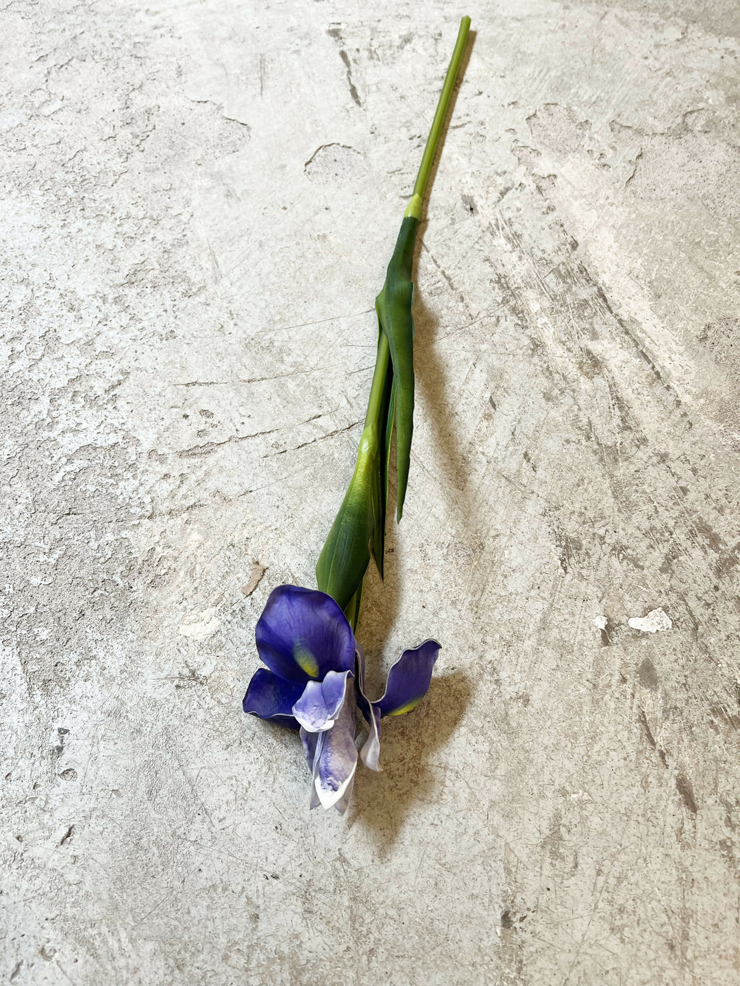 FLOR IRIS MORADO