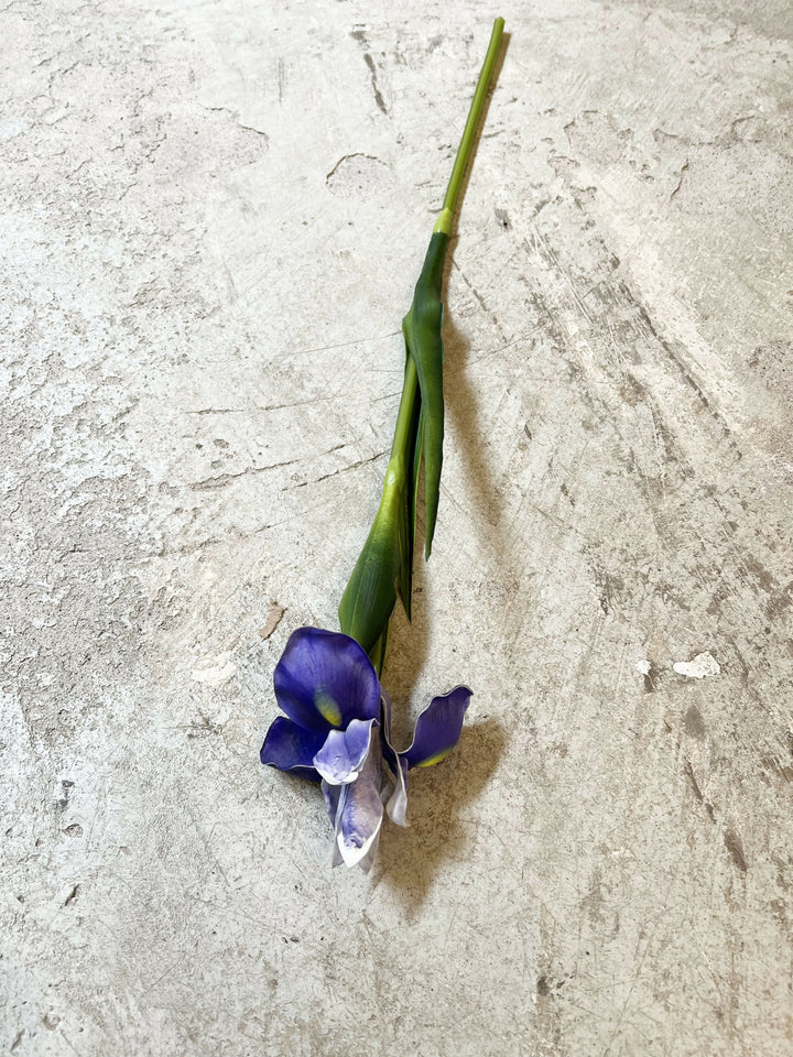 FLOR IRIS MORADO