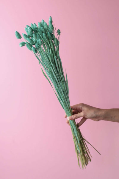 phalaris aqua