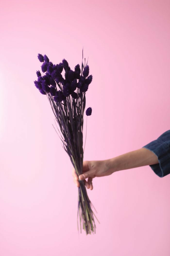 phalaris morado 2