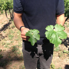 Guía explicando los tipos de cepas en el viñedo durante el tour con degustación de vinos premium en Besoain Wines.