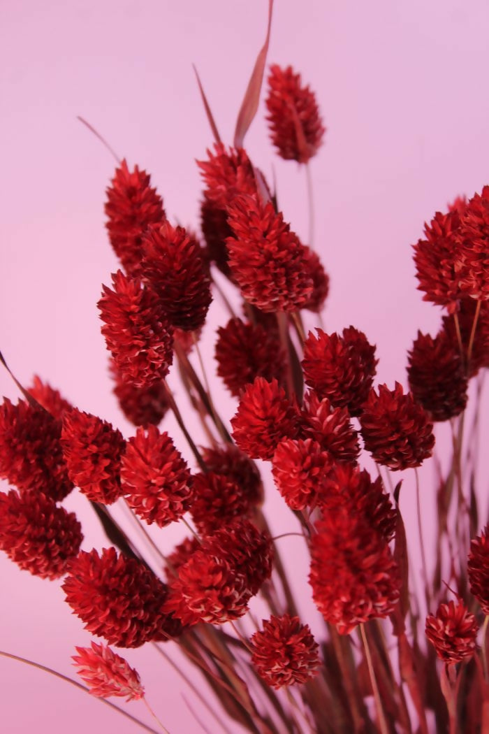 PHALARIS ROJO 2