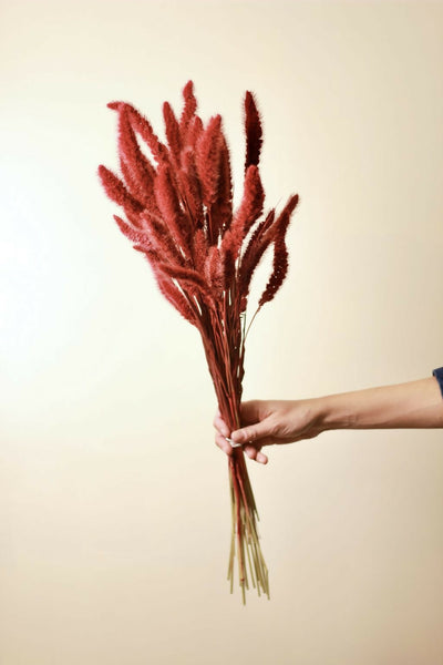 setarea roja