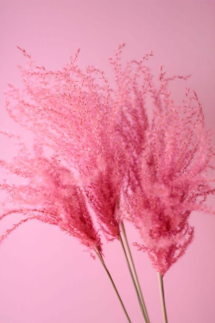 miscanthus rosado 2
