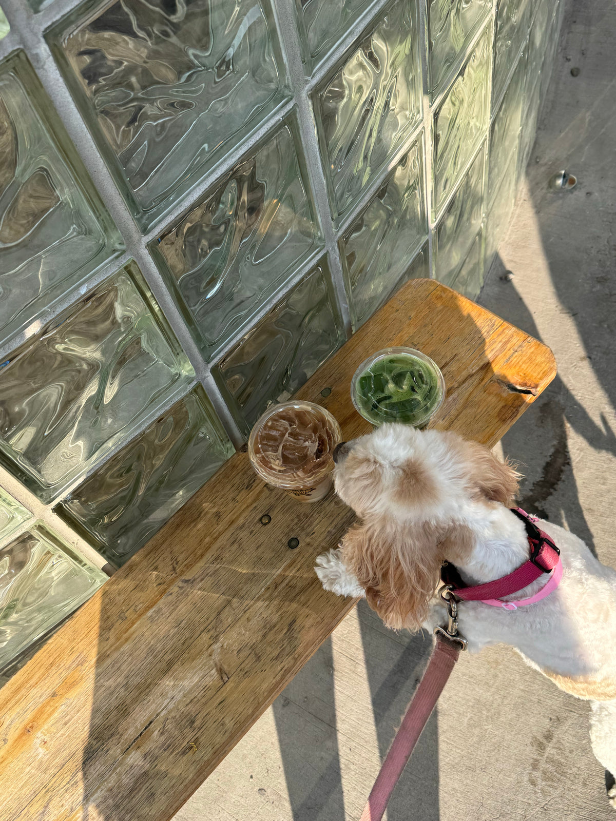 Restaurantes en Santiago donde tu perro también tiene un lugar en la mesa